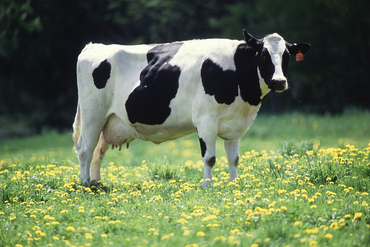 Vaca leiteira da raça holandesa em um pasto